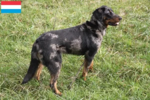 Read more about the article Crescători de Beauceron și căței în Luxembourg