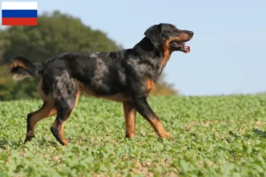 Read more about the article Beauceron crescători și căței în Rusia
