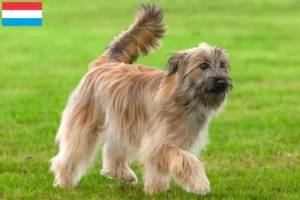 Read more about the article Berger des Pyrenees crescători și căței în Luxembourg