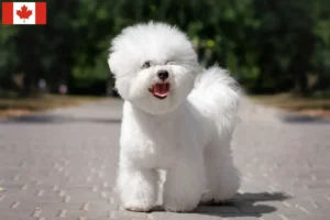 Read more about the article Bichon Frisé crescători și căței în Canada