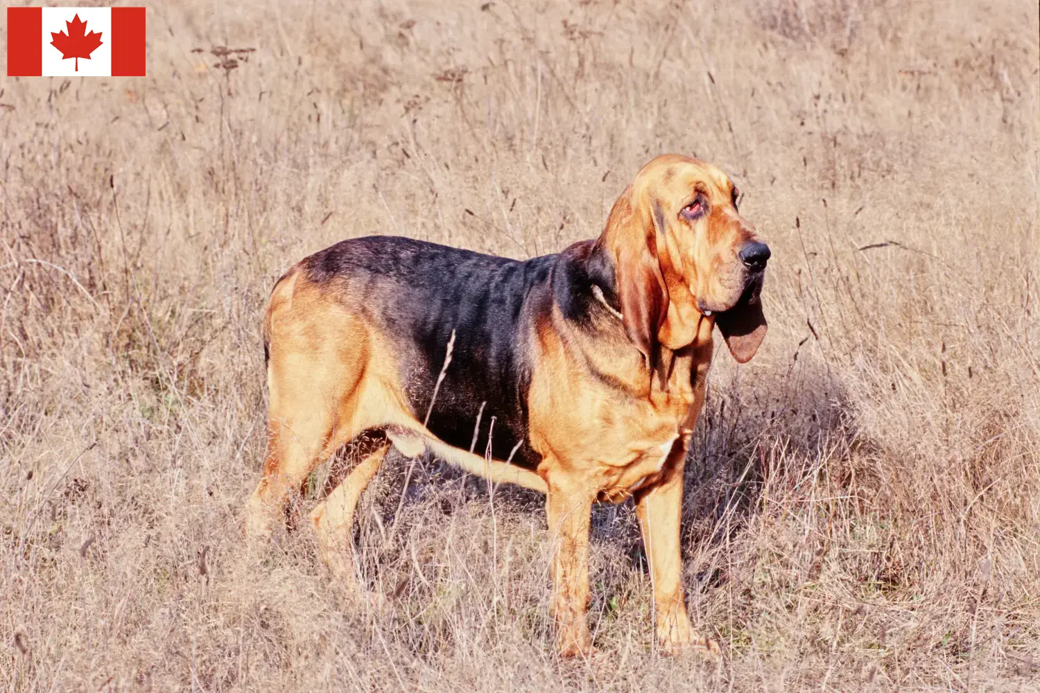 Read more about the article Crescători și căței Bloodhound în Canada