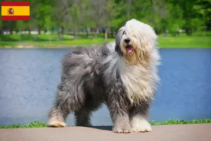 Read more about the article Bobtail crescători și căței în Spania