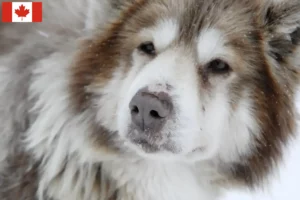 Read more about the article Canadian Eskimo Crescător de câini și căței în Canada