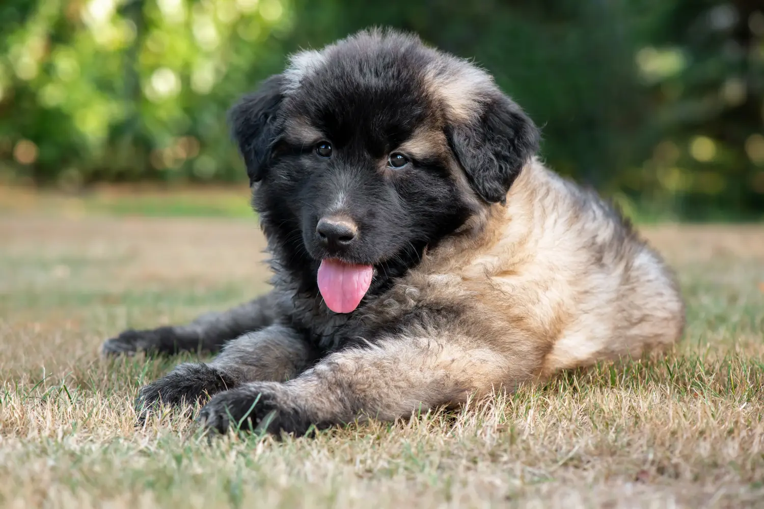 Cumpărarea unui cățel Cão Da Serra Da Estrela înseamnă asumarea responsabilității! Cumpără Cão Da Serra Da Estrela cățeluși.