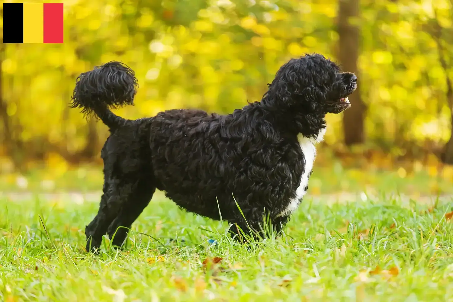 Read more about the article Cão de Agua português crescători și căței în Belgia