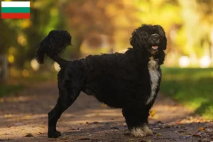 Read more about the article Cão de Agua português crescători și căței în Bulgaria