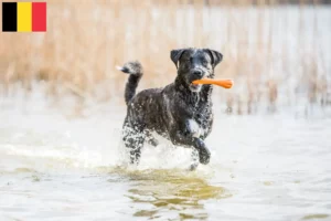 Read more about the article Cão Fila de São Miguel crescători și căței în Belgia