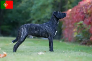 Read more about the article Cão Fila de São Miguel crescători și căței în Portugalia
