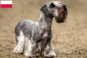 Read more about the article Crescător de terrier ceh și căței în Polonia