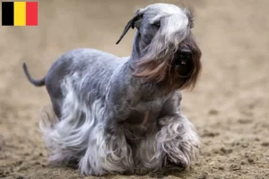 Read more about the article Czech Terrier crescător și căței în Belgia