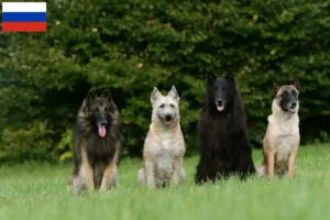 Read more about the article Crescători de ciobănești belgieni și căței în Rusia