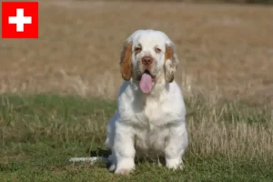 Read more about the article Clumber Spaniel crescători și căței în Elveția