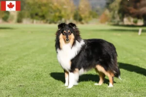 Read more about the article Crescători de Collie și căței în Canada