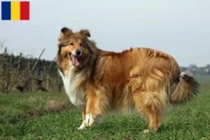 Read more about the article Crescători de Collie și căței în România