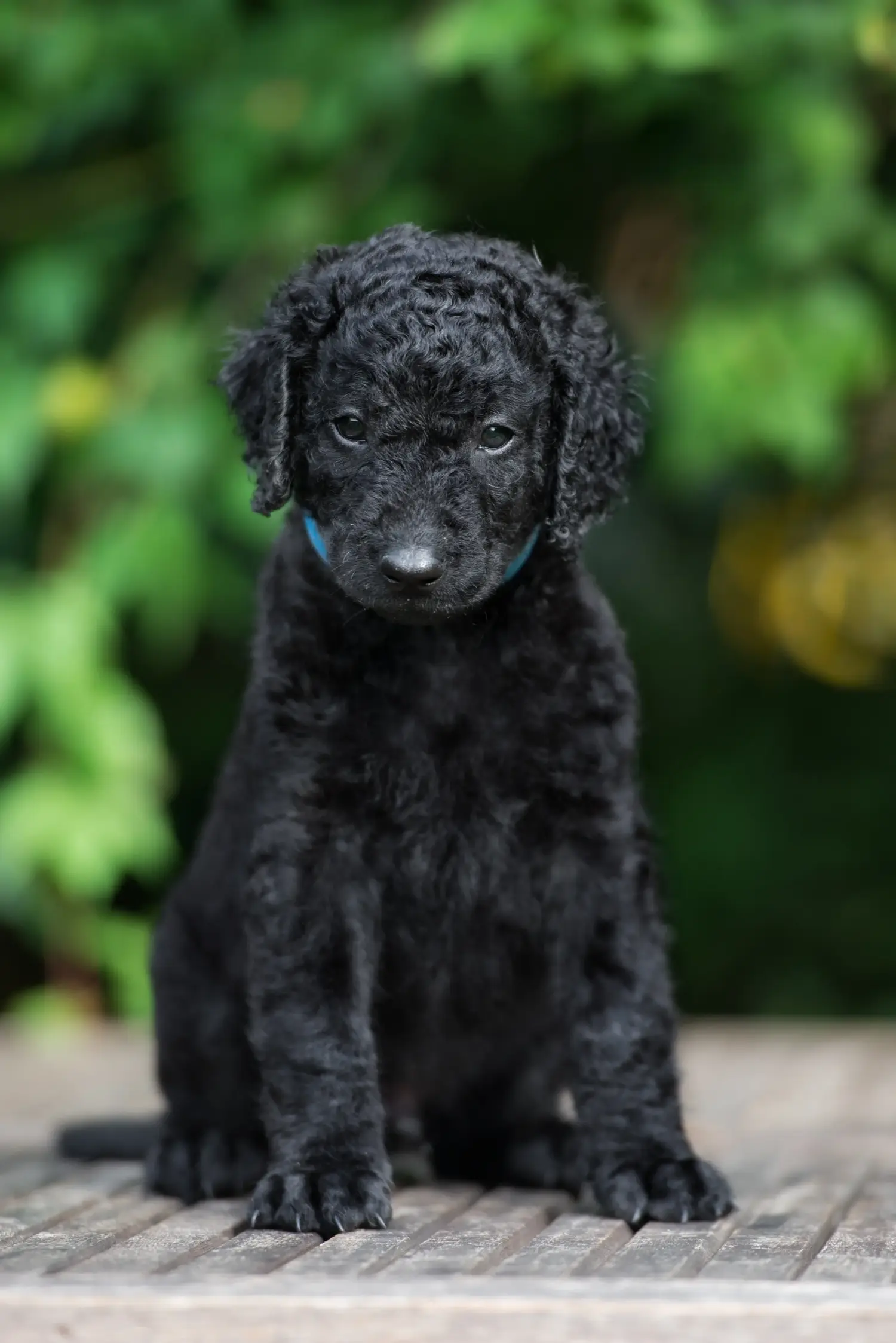 Cumpărarea unui cățeluș Curly Coated Retriever înseamnă asumarea responsabilității! Cumpărați căței Curly Coated Retriever.