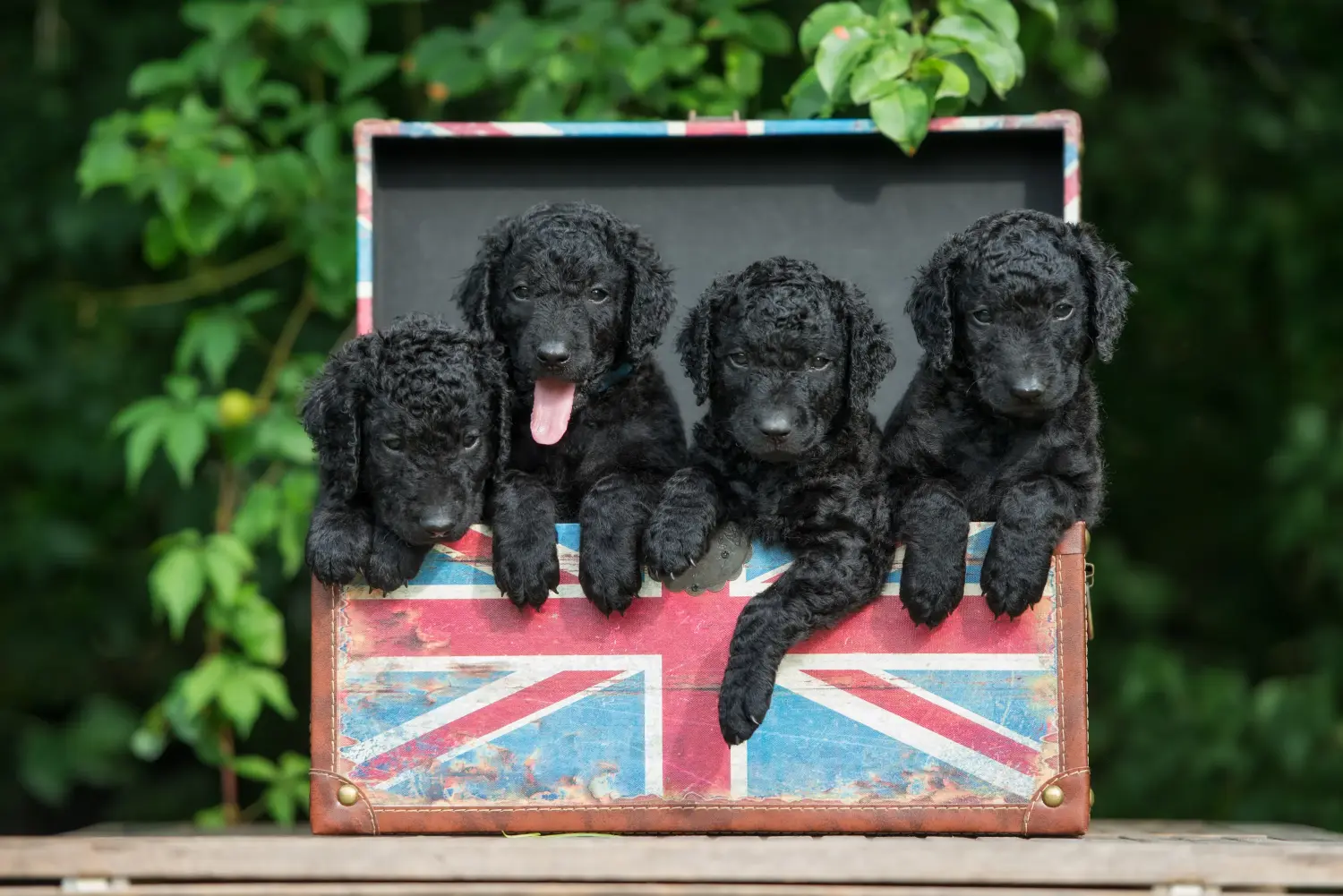 Cumpărarea unui cățeluș Curly Coated Retriever înseamnă asumarea responsabilității! Cumpărați căței Curly Coated Retriever.