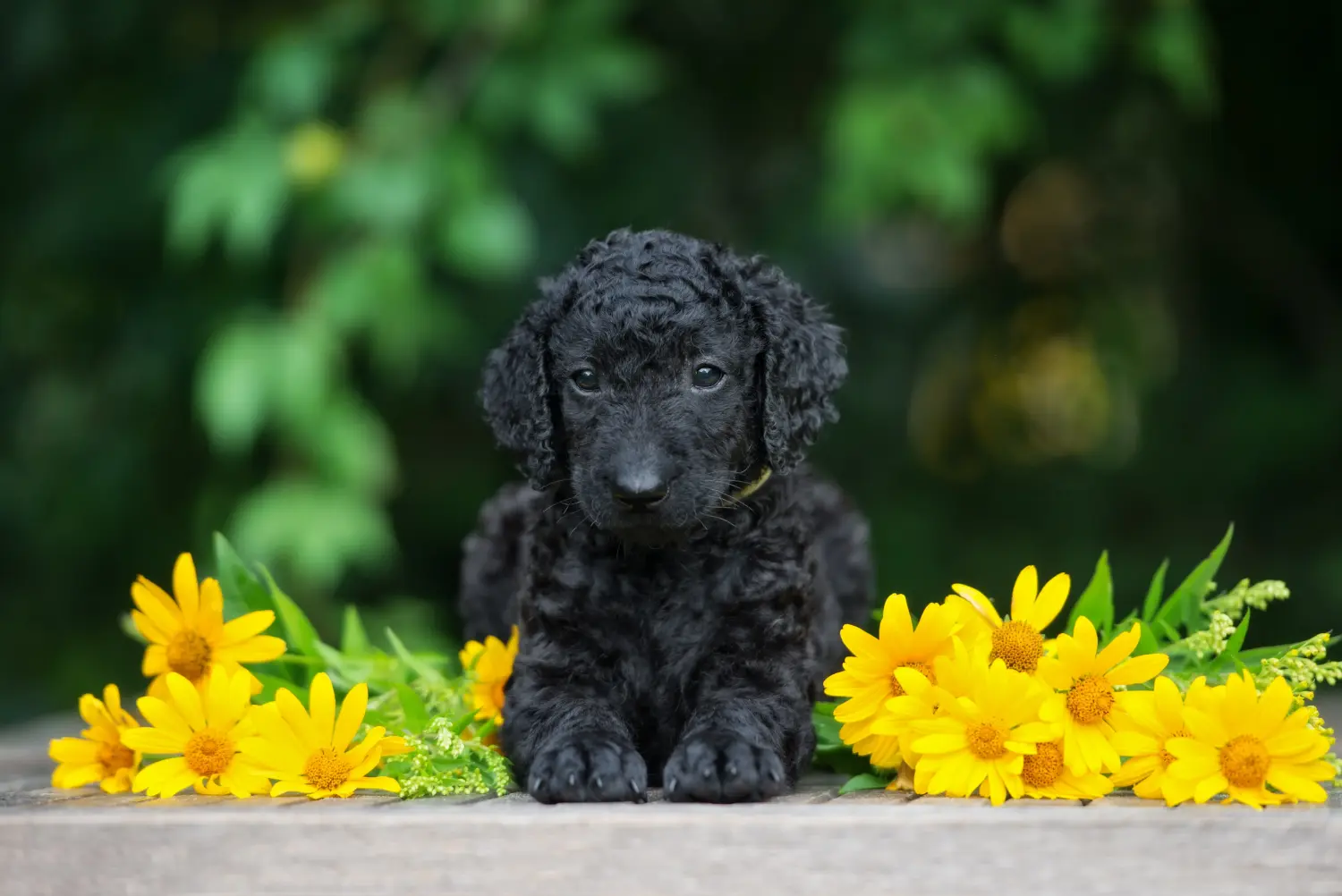 Cumpărarea unui cățeluș Curly Coated Retriever înseamnă asumarea responsabilității! Cumpărați căței Curly Coated Retriever.