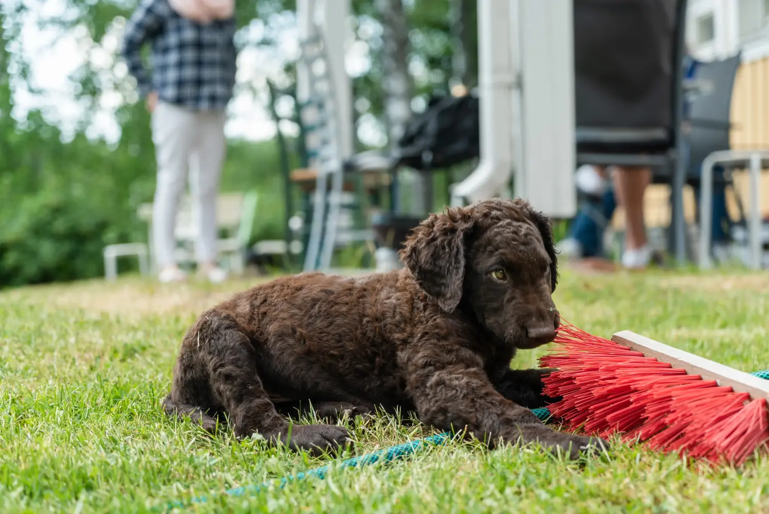 Cumpărarea unui cățeluș Curly Coated Retriever înseamnă asumarea responsabilității! Cumpărați căței Curly Coated Retriever.