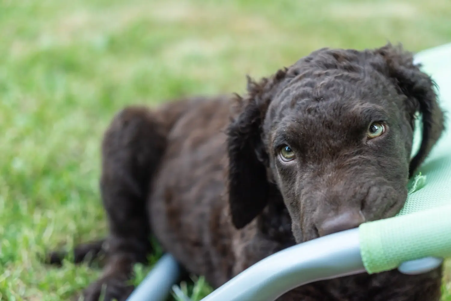 Cumpărarea unui cățeluș Curly Coated Retriever înseamnă asumarea responsabilității! Cumpărați căței Curly Coated Retriever.