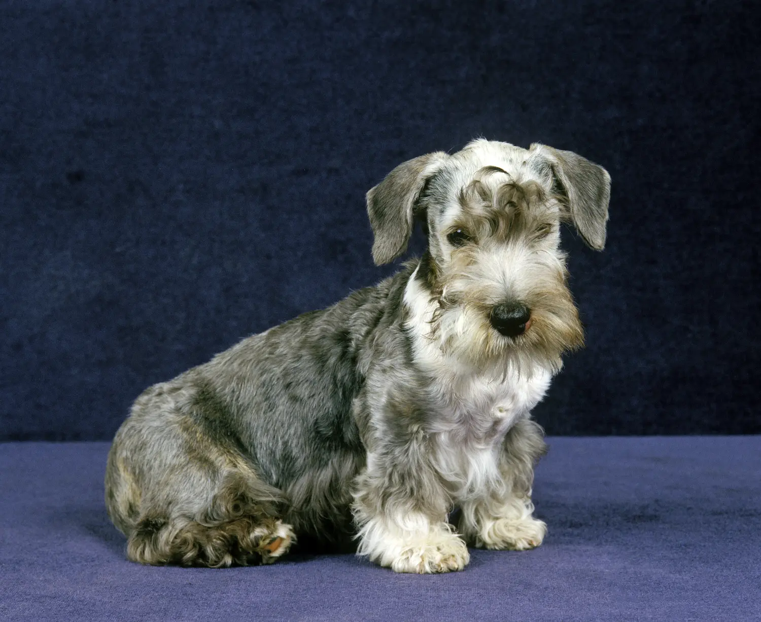 Cumpărarea unui cățeluș Terrier ceh înseamnă asumarea responsabilității! Cumpărați cățeluși Terrier ceh.