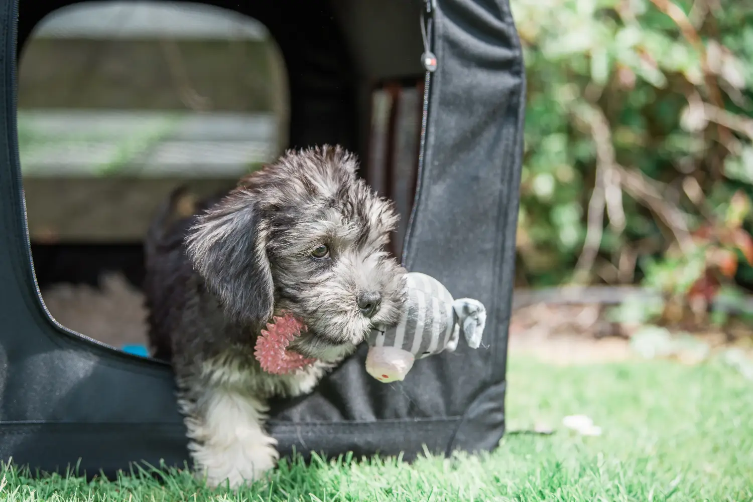 Cumpărarea unui cățel Dandie Dinmont Terrier înseamnă asumarea responsabilității! Cumpărați căței Dandie Dinmont Terrier.