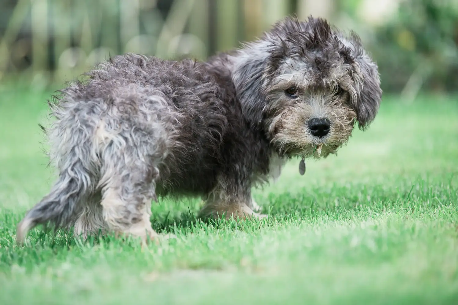 Cumpărarea unui cățel Dandie Dinmont Terrier înseamnă asumarea responsabilității! Cumpărați căței Dandie Dinmont Terrier.