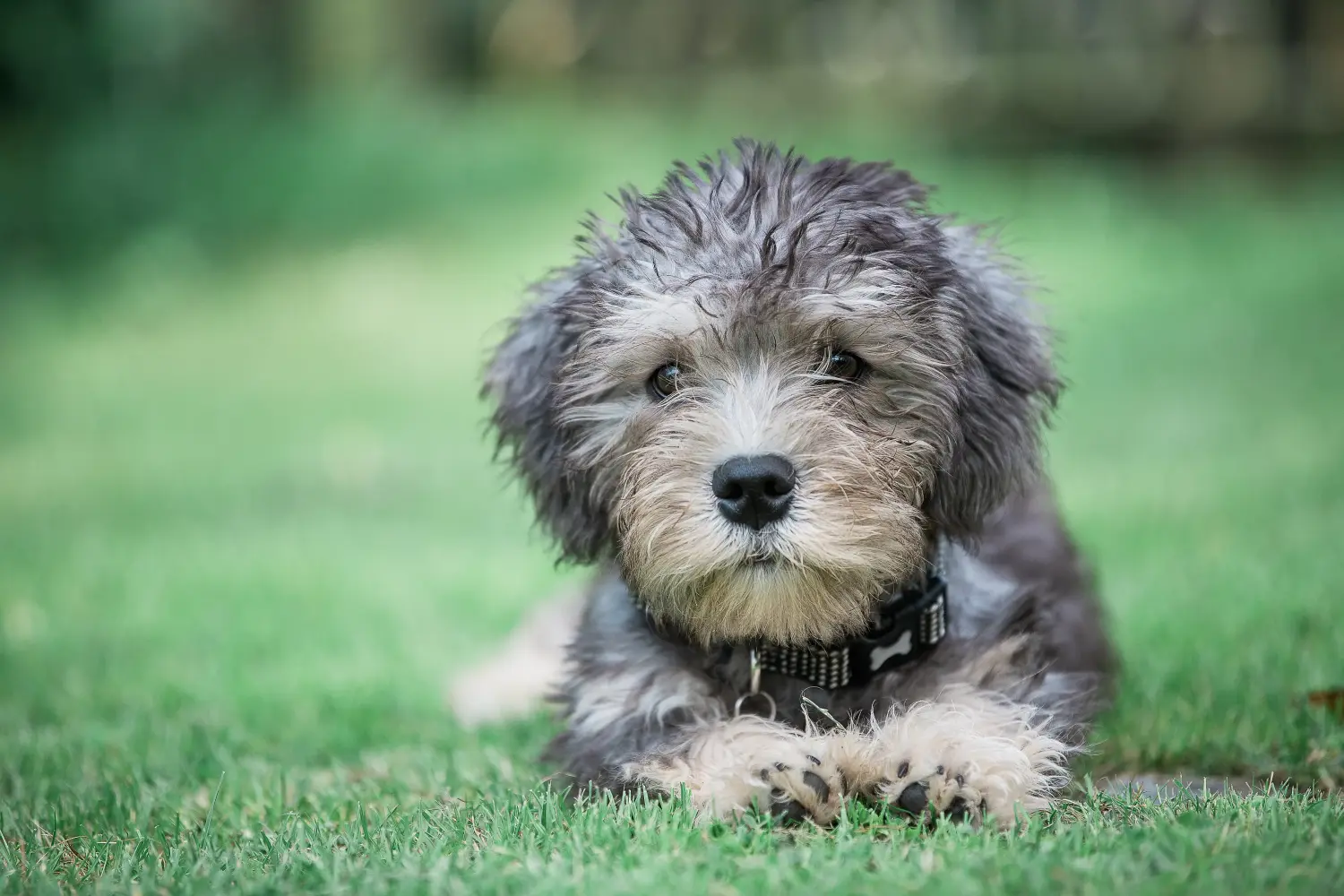 Cumpărarea unui cățel Dandie Dinmont Terrier înseamnă asumarea responsabilității! Cumpărați căței Dandie Dinmont Terrier.