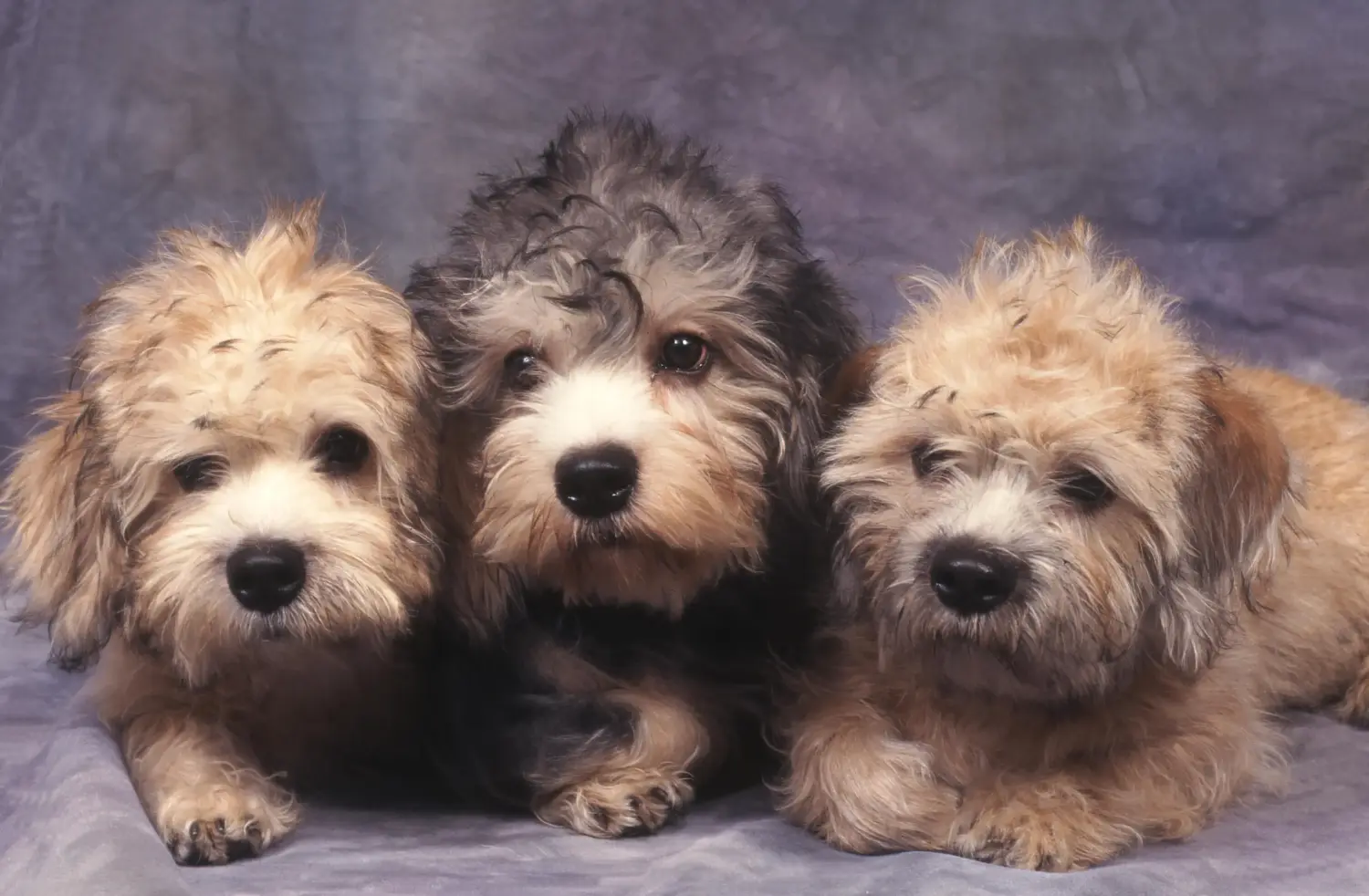 Cumpărarea unui cățel Dandie Dinmont Terrier înseamnă asumarea responsabilității! Cumpărați căței Dandie Dinmont Terrier.