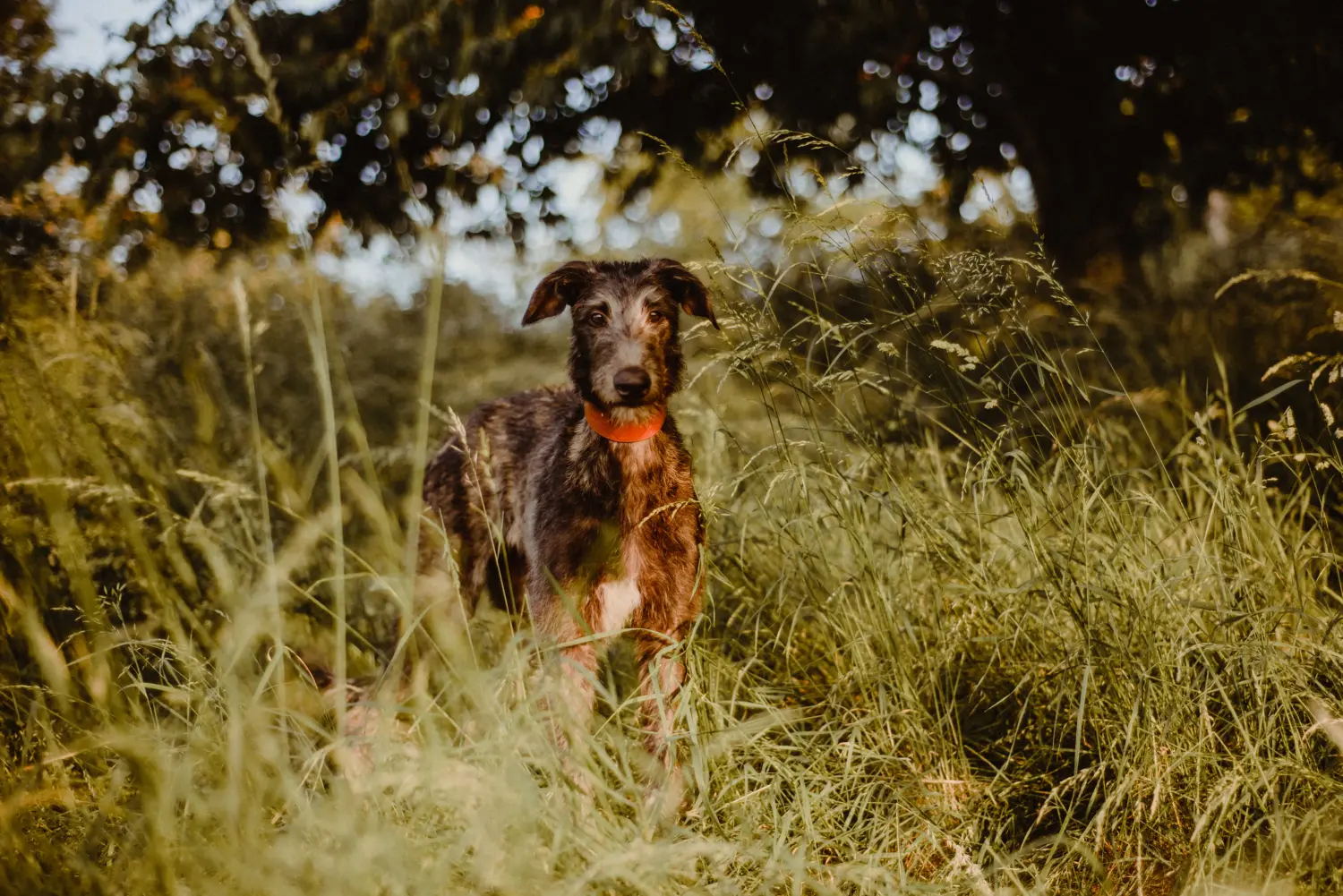 Cumpărarea unui cățel Deerhound înseamnă asumarea responsabilității! Cumpărați căței Deerhound.