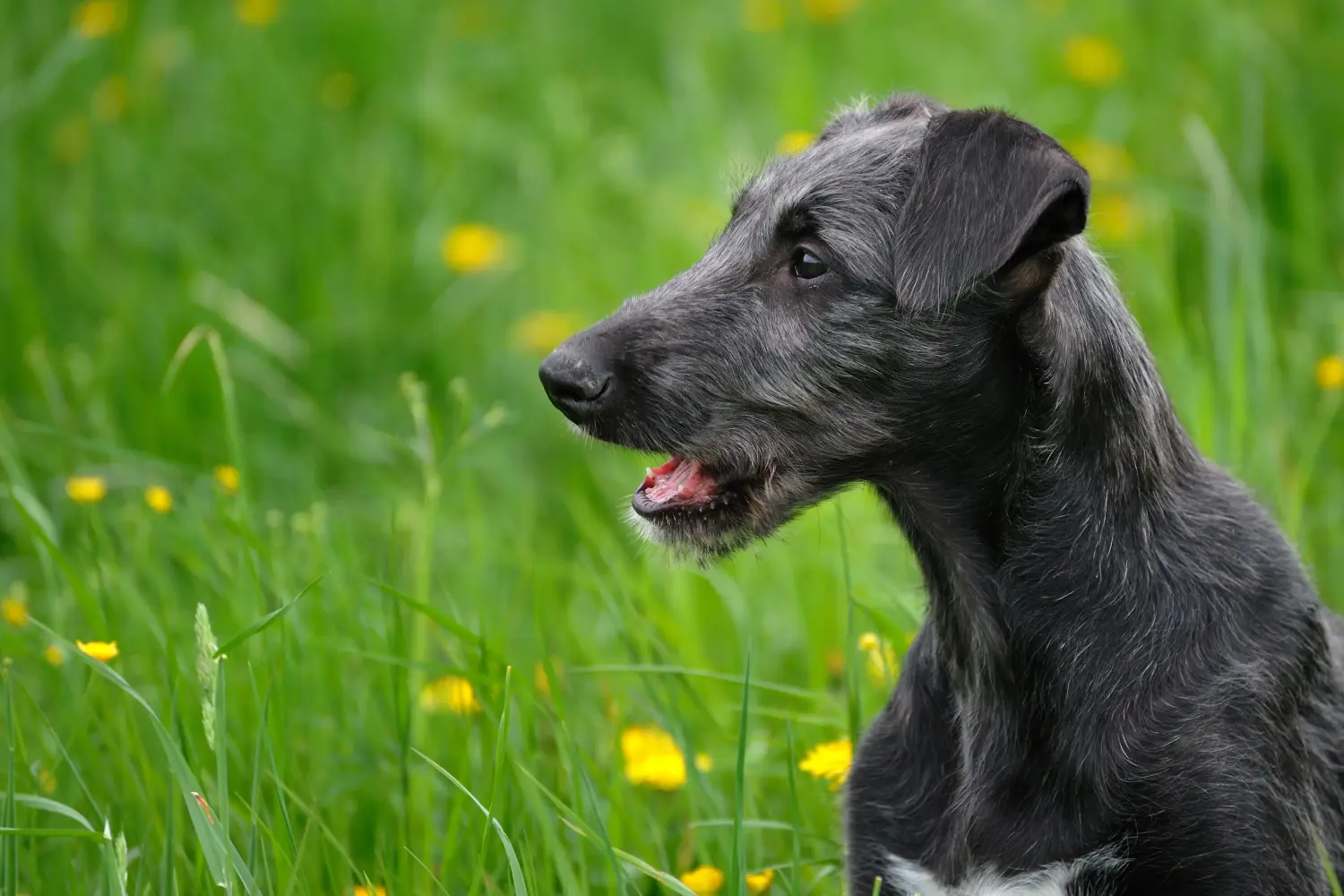 Cumpărarea unui cățel Deerhound înseamnă asumarea responsabilității! Cumpărați căței Deerhound.