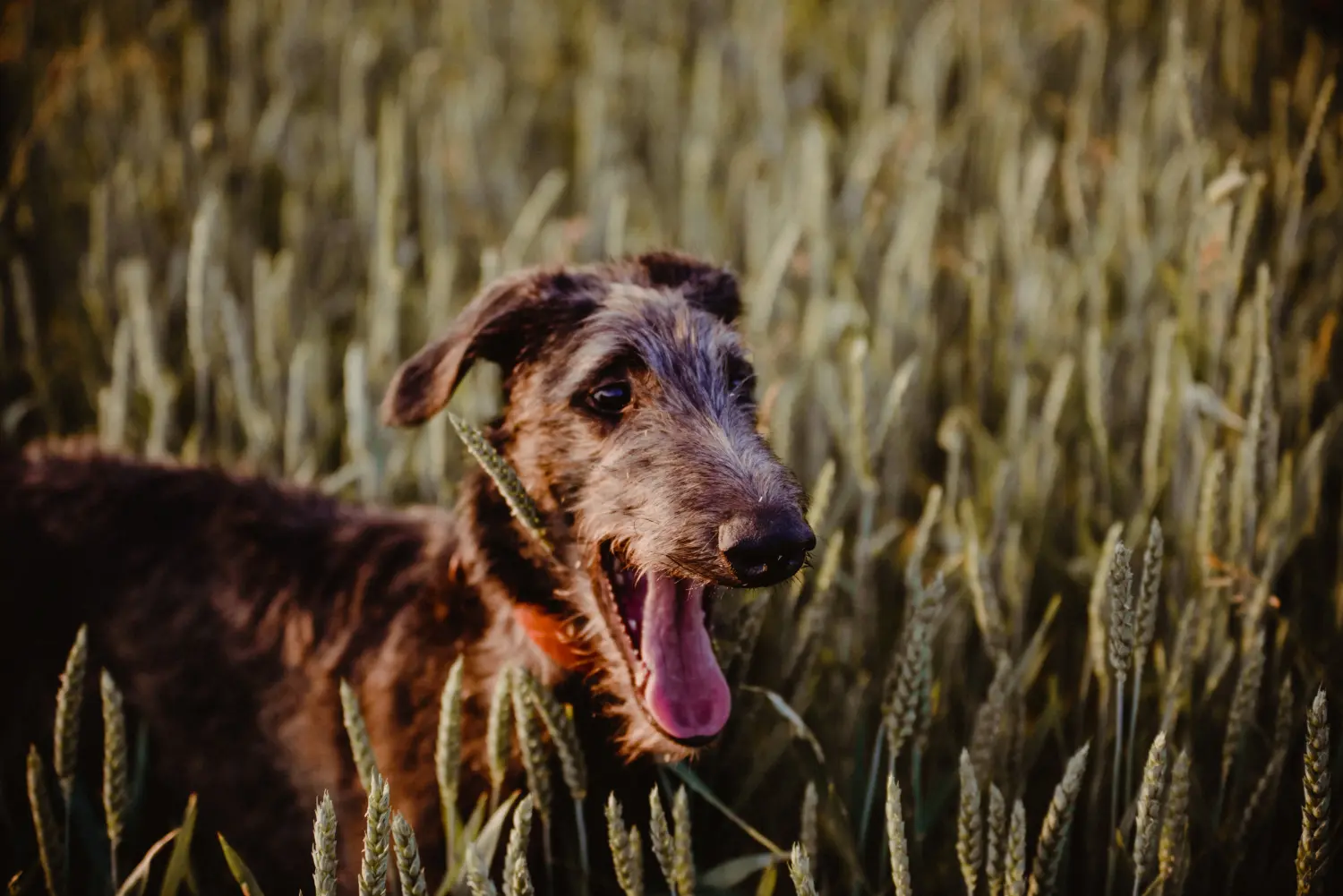 Cumpărarea unui cățel Deerhound înseamnă asumarea responsabilității! Cumpărați căței Deerhound.
