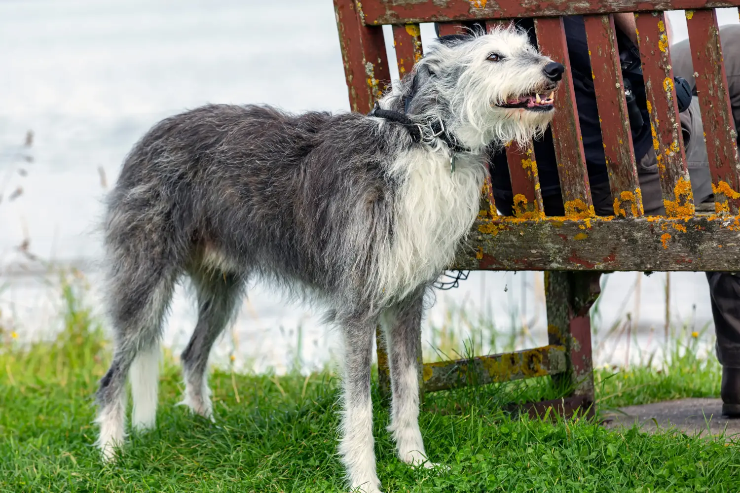 Cumpărarea unui cățel Deerhound înseamnă asumarea responsabilității! Cumpărați căței Deerhound.