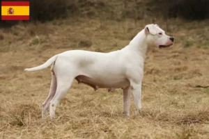 Read more about the article Dogo Argentino crescători și căței în Spania