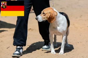 Read more about the article Swiss Downhill Dog Breeder și căței în Renania-Palatinat