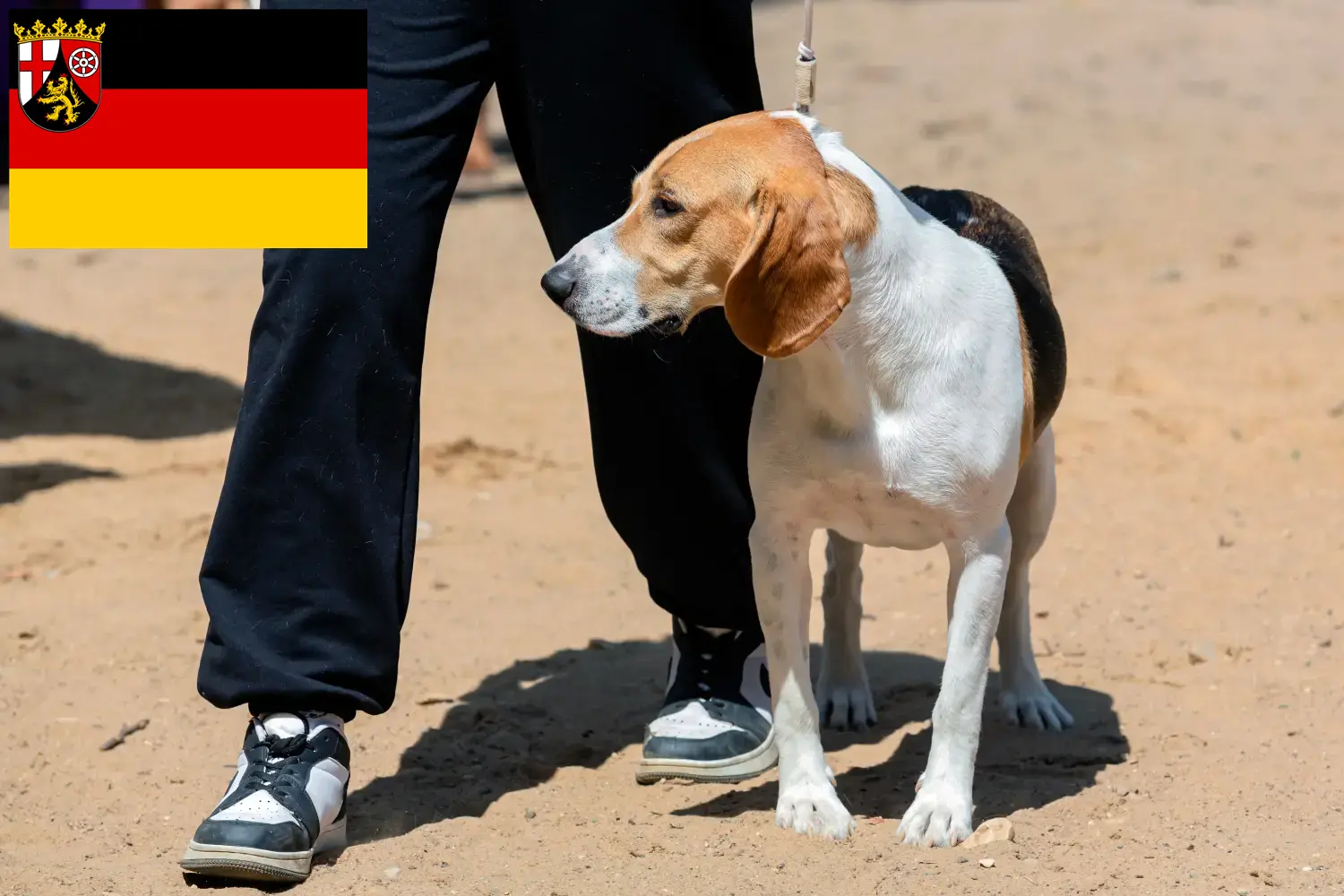 Read more about the article Swiss Downhill Dog Breeder și căței în Renania-Palatinat