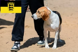 Read more about the article Swiss Lowland Dog Breeder și cățeluși în Baden-Württemberg