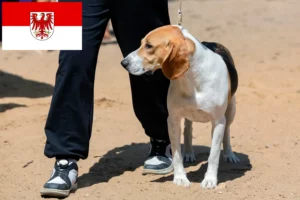 Read more about the article Swiss Lowland Dog Breeder și cățeluși în Brandenburg