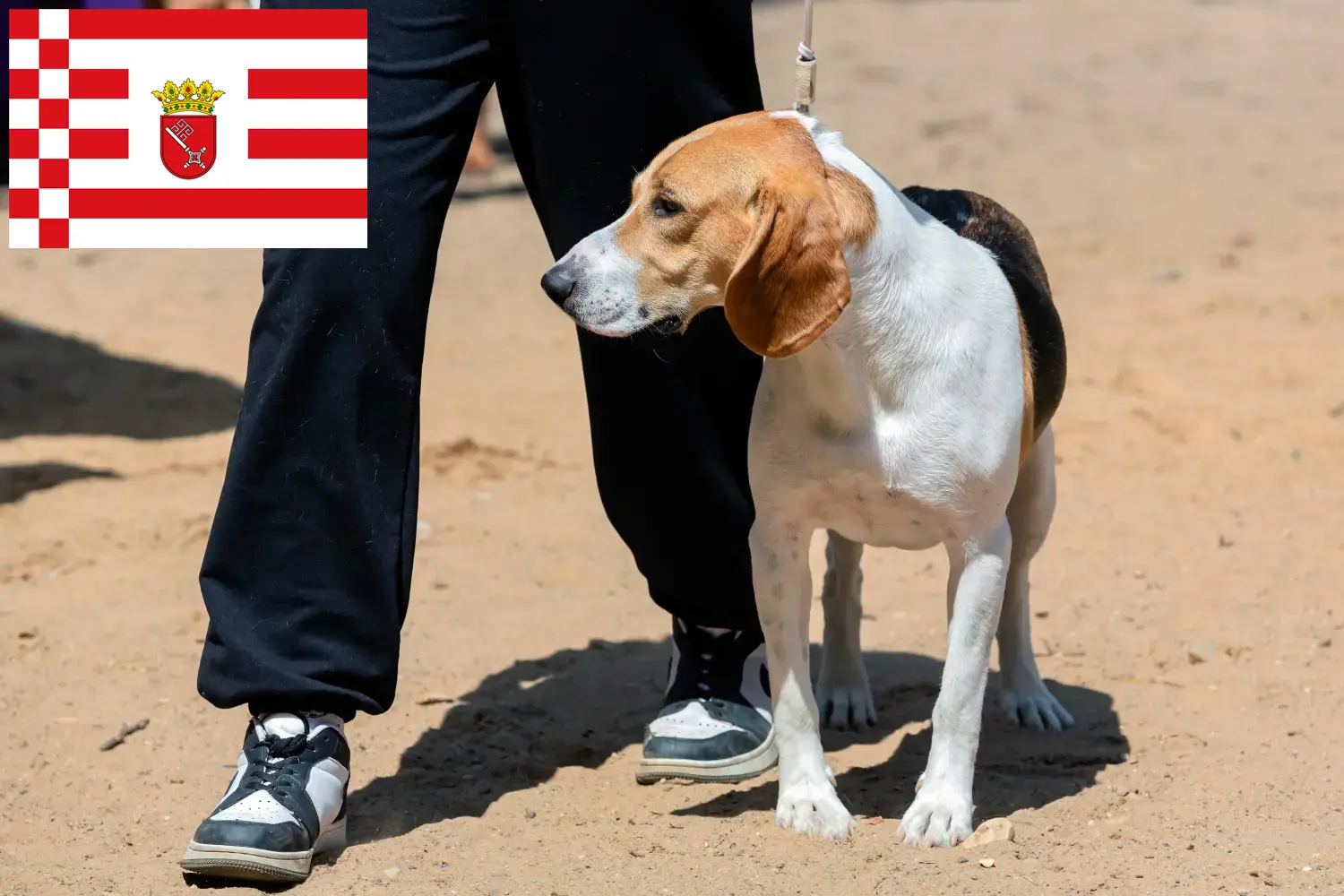 Read more about the article Swiss Lowland Dog Breeder și cățeluși în Bremen