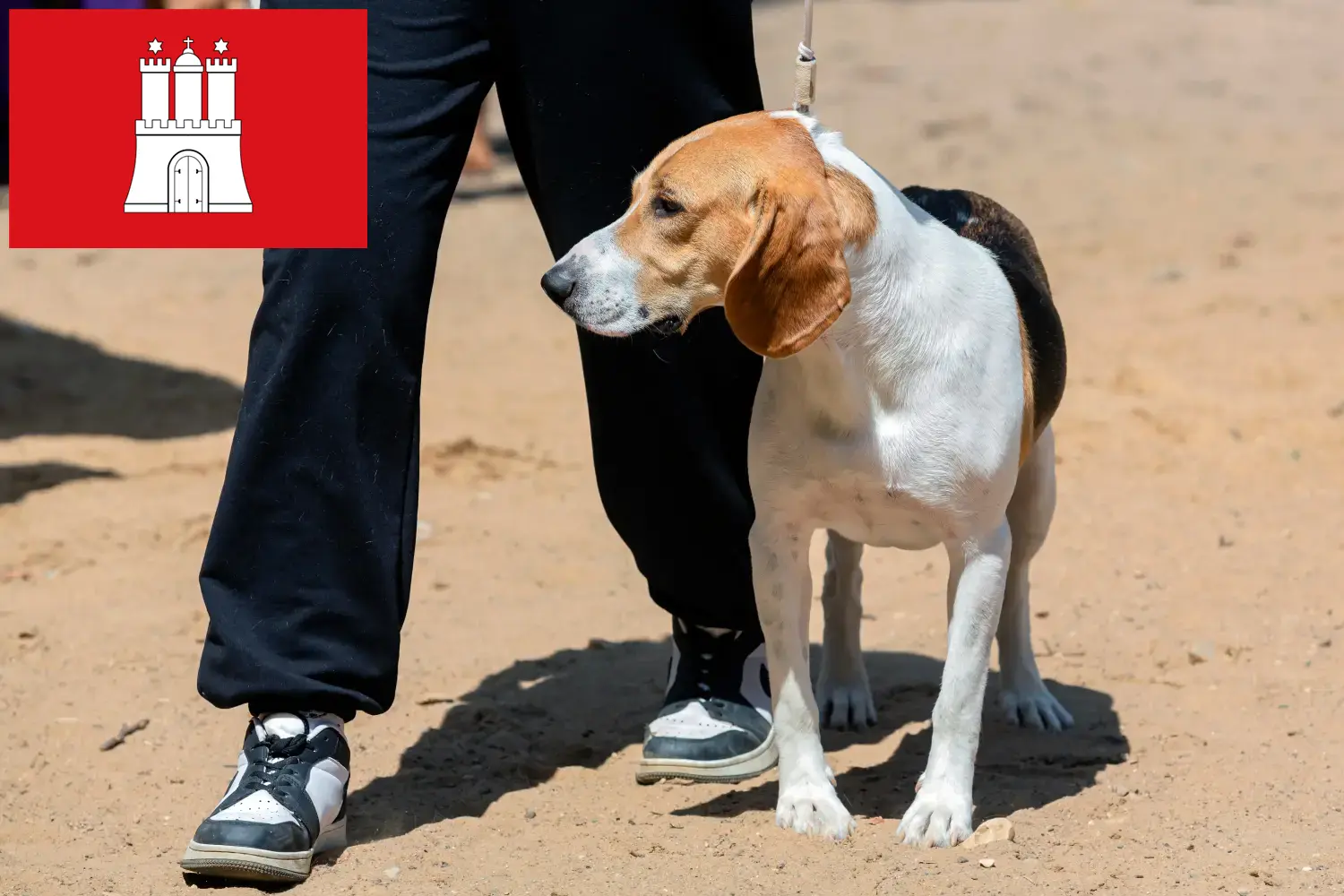 Read more about the article Swiss Lowland Dog Breeder și căței în Hamburg