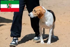 Read more about the article Swiss Downhill Dog Breeder și căței în Renania de Nord-Westfalia