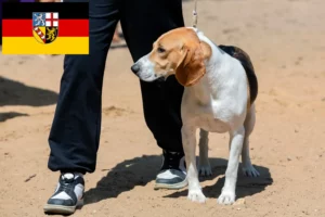 Read more about the article Swiss Lowland Dog Breeder și cățeluși în Saarland