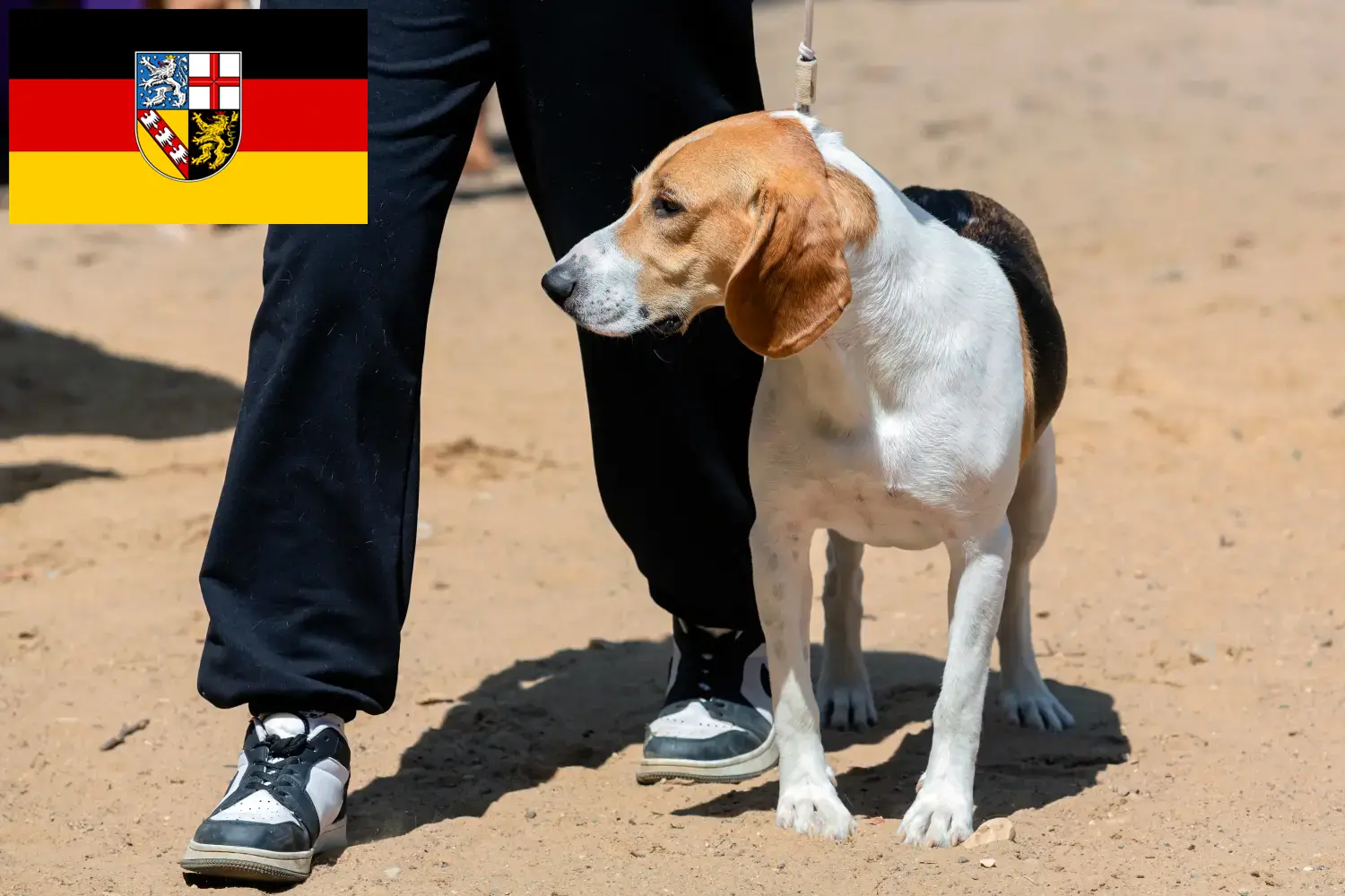 Read more about the article Swiss Lowland Dog Breeder și cățeluși în Saarland