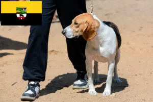 Read more about the article Swiss Lowland Dog Breeder și cățeluși în Saxonia-Anhalt