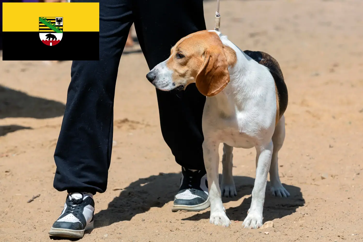 Read more about the article Swiss Lowland Dog Breeder și cățeluși în Saxonia-Anhalt