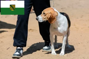 Read more about the article Swiss Lowland Dog Breeder și cățeluși în Saxonia