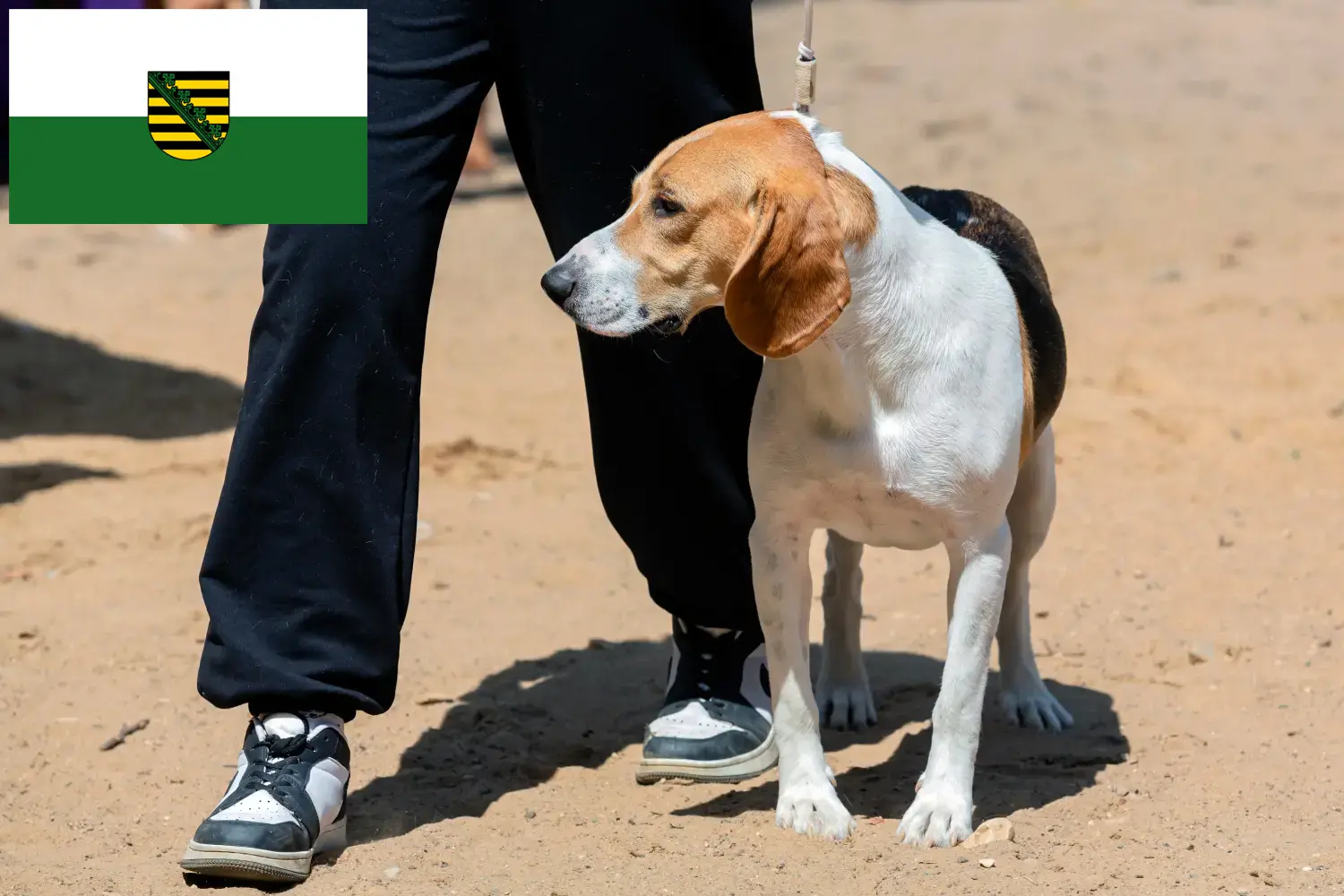 Read more about the article Swiss Lowland Dog Breeder și cățeluși în Saxonia