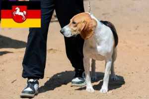Read more about the article Swiss Lowland Dog Breeder și cățeluși în Saxonia Inferioară
