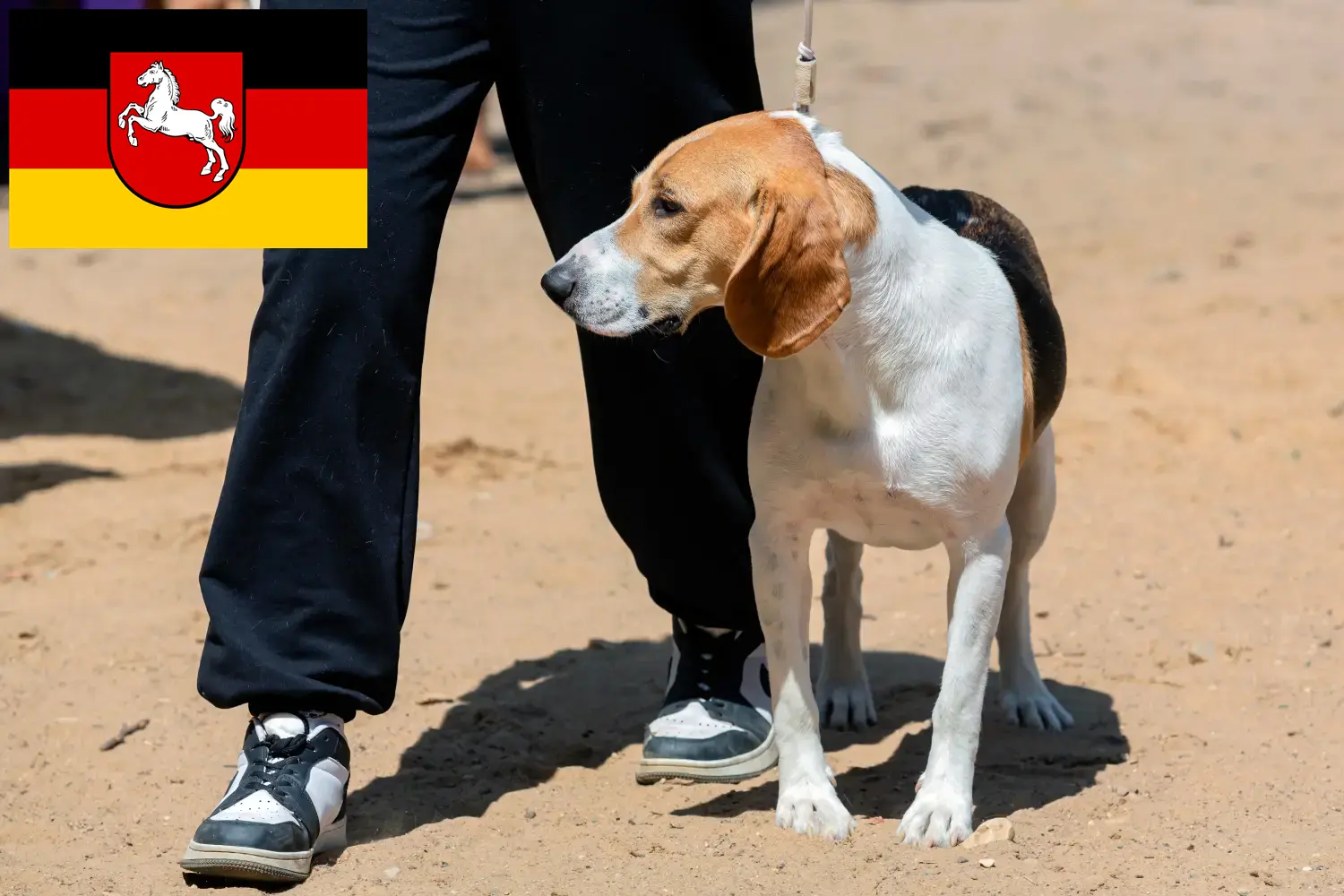 Read more about the article Swiss Lowland Dog Breeder și cățeluși în Saxonia Inferioară