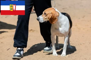 Read more about the article Swiss Lowland Dog Breeder și cățeluși în Schleswig-Holstein