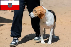 Read more about the article Swiss Lowland Dog Breeder și cățeluși în Thuringia
